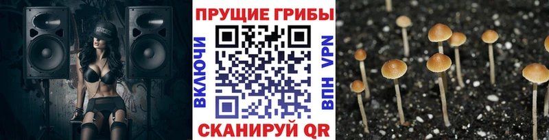 Псилоцибиновые грибы Psilocybine cubensis  Купить где  Вятские Поляны 